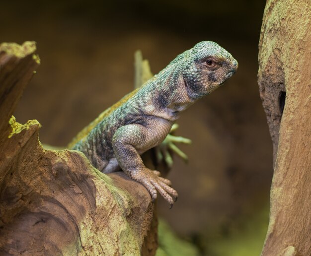 Primo piano sulla lucertola dalla coda spinosa dell'Oman uromastyx thomasi