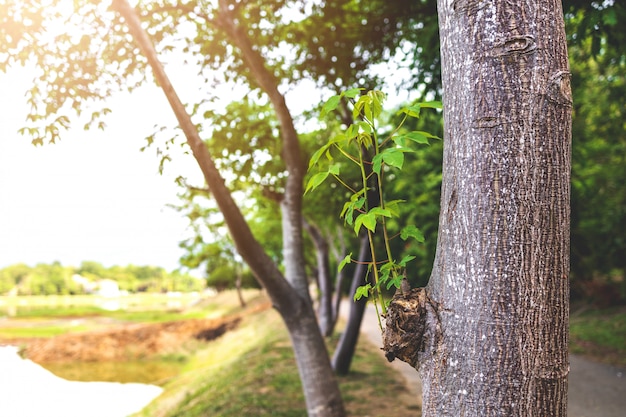 Primo piano sulla prole nata dal vecchio albero