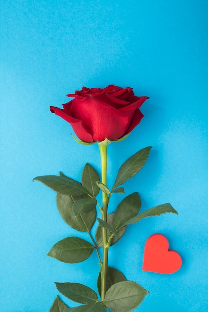 Primo piano sulla rosa rossa e sul cuore