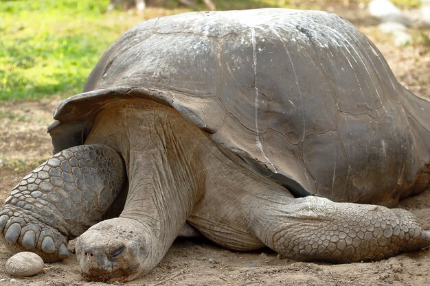 Primo piano sulla tartaruga delle Galapagos con un uovo