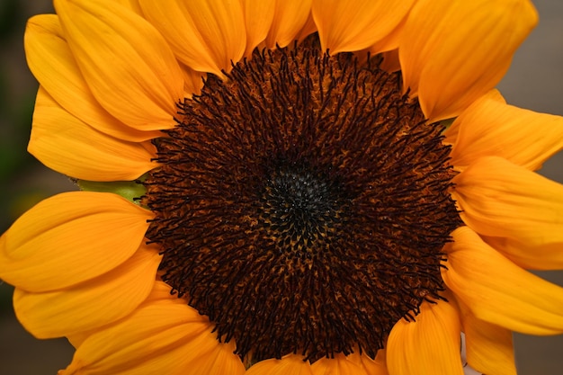 Primo piano sulla testa del girasole con polline che mostra i dettagli e la consistenza dei petali gialli