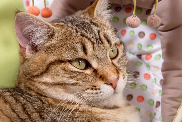 Primo piano sulla testa di un gatto