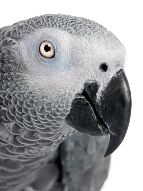 Primo piano sulla testa di un pappagallo di Grey africano - Psittacus erithacus su bianco isolato