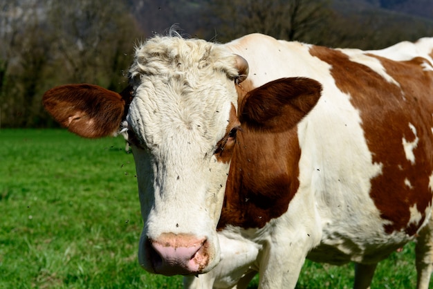 Primo piano sulla testa di una mucca