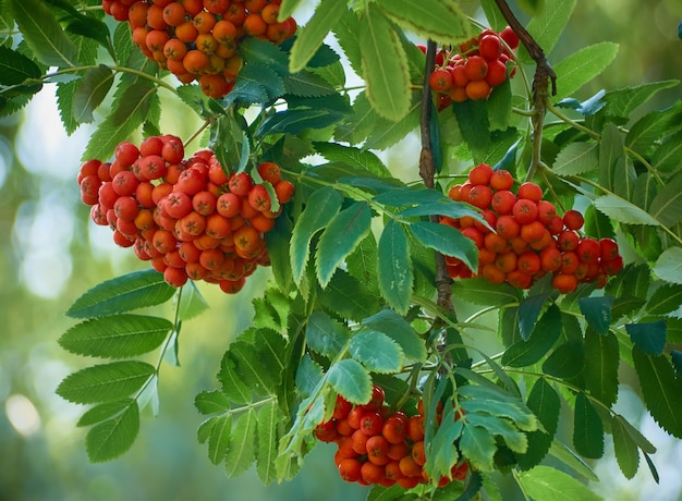 Primo piano sulle bacche di sorbo rosso nella struttura ad albero