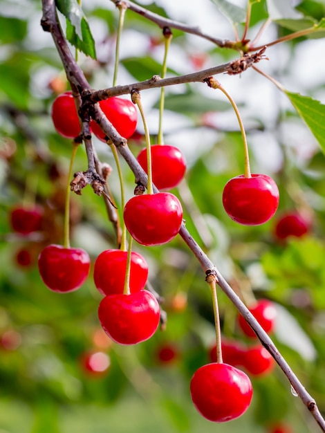 Primo piano sulle ciliege mature rosse sull'albero