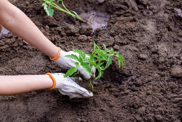 Primo piano sulle mani che piantano piccolo albero nel terreno