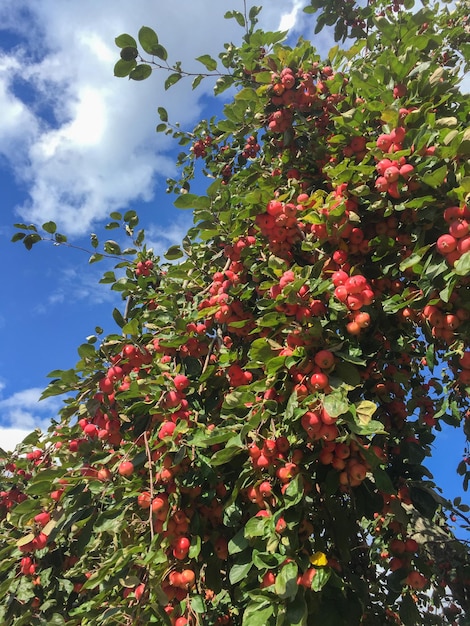 Primo piano sulle mele rosse nel giardino contro il cielo blu Posizione verticale