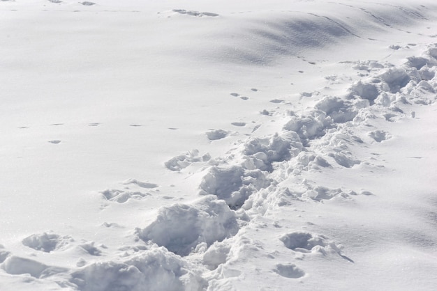 Primo piano sulle tracce di un escursionista nella neve fresca