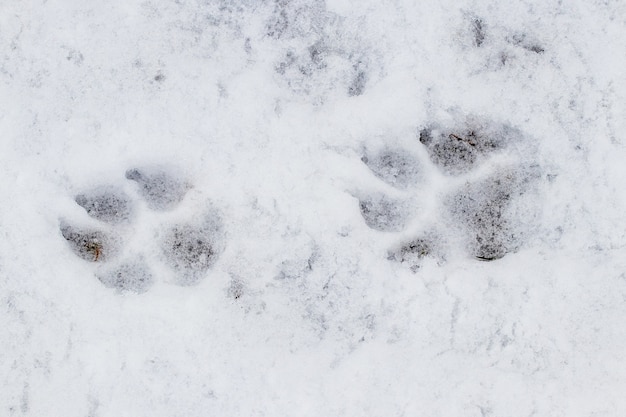 Primo piano sulle tracce di zampe di cane nella neve