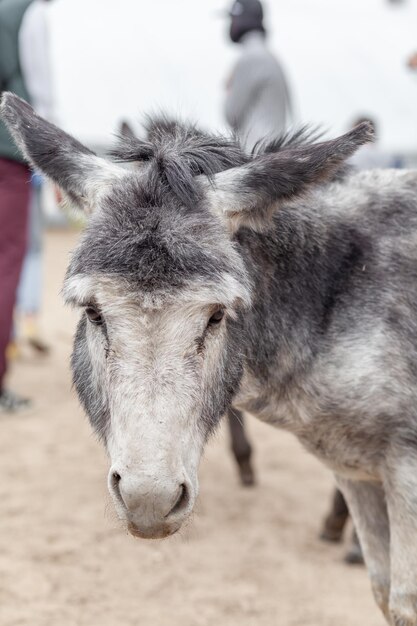 Primo piano testa d'asino presso la fattoria degli animali Ritratto di un asino grigio