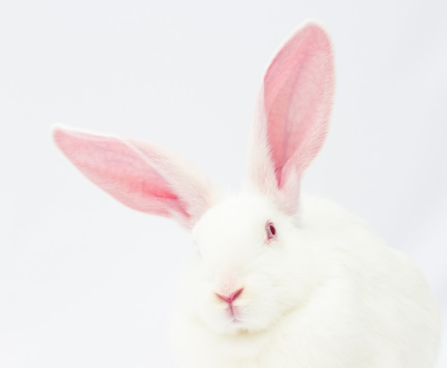 Primo piano testa di coniglio con grandi orecchie su uno sfondo bianco
