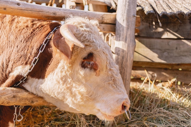 primo piano testa di toro, toro con un anello al naso che mangia fieno, concetto di bestiame e alimenti biologici