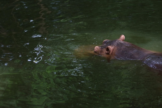 Primo piano testa Il grande ippopotamo è galleggiante nel fiume