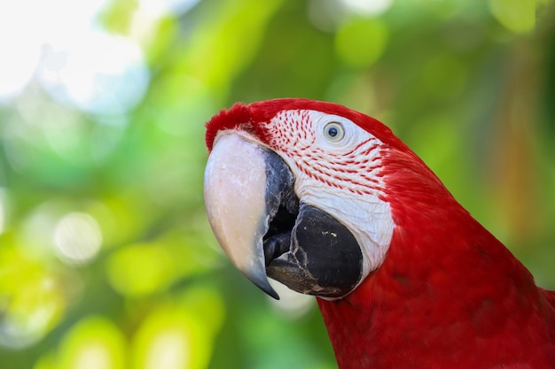 Primo piano testa l'uccello pappagallo ara rossa in giardino