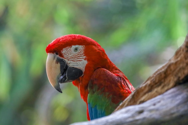 Primo piano testa l'uccello pappagallo ara rossa in giardino