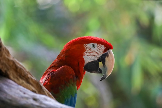 Primo piano testa l'uccello pappagallo ara rossa in giardino