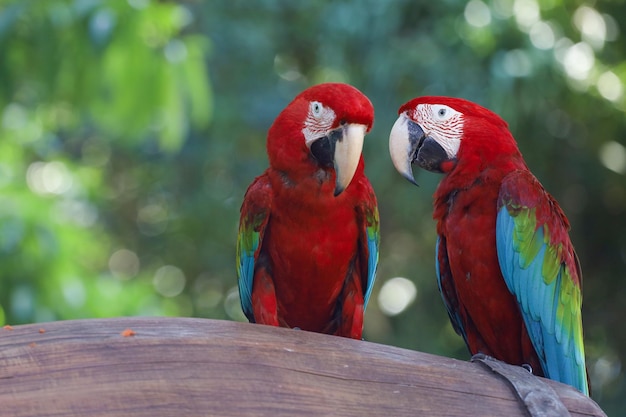 Primo piano testa l'uccello pappagallo ara rossa nel giardino naturale