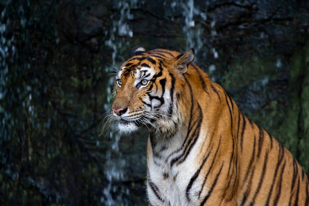 Primo piano tigre sedersi di fronte al tono di cascata scuro.