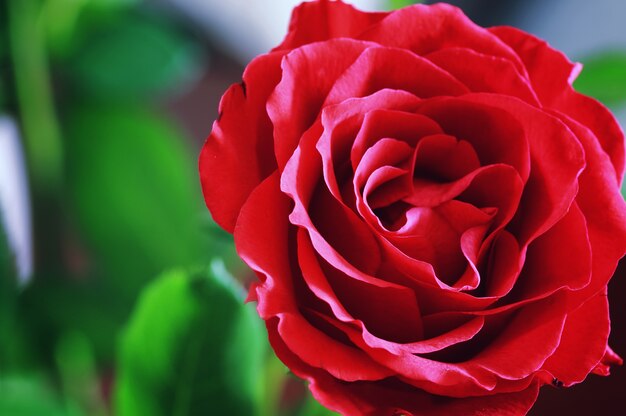 Primo piano tonico del bocciolo di rosa rossa