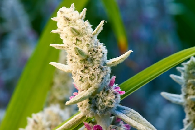 Primo piano tropicale delle foglie verdi e dei fiori.