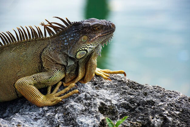 Primo piano tropicale di concetto di fauna della lucertola dell'iguana verde che si crogiola al sole Florida del sud