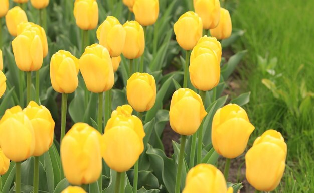 Primo piano tulipani gialli Fiori primaverili luminosi con messa a fuoco selettiva Aiuola per la Giornata mondiale del tulipano