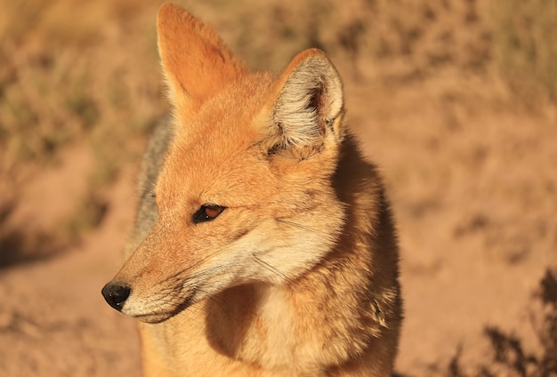 Primo piano un adorabile volpe andina o zorro culpeo trovato all'altipiano cileno nel nord del Cile