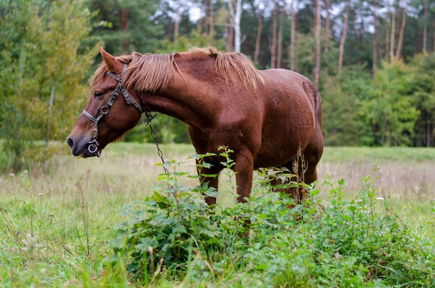 Primo piano Un cavallo felice al pascolo su un pascolo autunnale