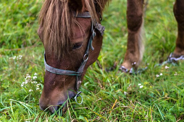 Primo piano Un cavallo felice al pascolo su un pascolo autunnale