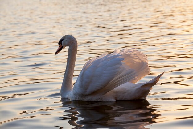 Primo piano un cigno bianco che galleggia allo stato selvatico