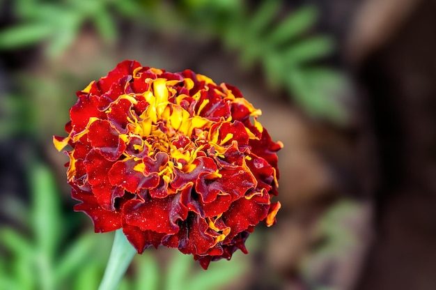 Primo piano un fiore di calendula