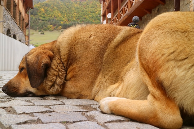 Primo piano un grosso cane marrone che dorme felicemente sulla strada di ciottoli della campagna della Georgia