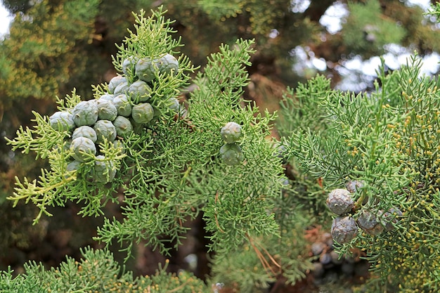 Primo piano un mazzo di giovani coni di cipresso verdi che crescono sull'albero