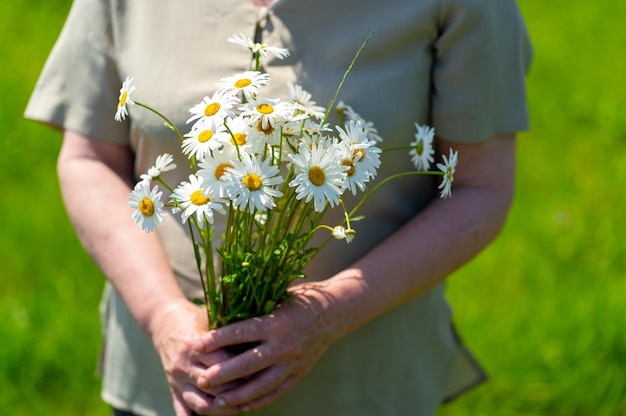 Primo piano una donna adulta con in mano un mazzo di margherite di campo Una donna in una calda giornata estiva raccolse un mazzo di fiori Mano di donna che tiene un mazzo di fiori di campo Mano umana che tiene fiori sul campo