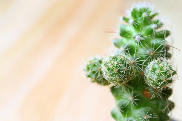 Primo piano una mini pianta spinosa del cactus su legno sfocato