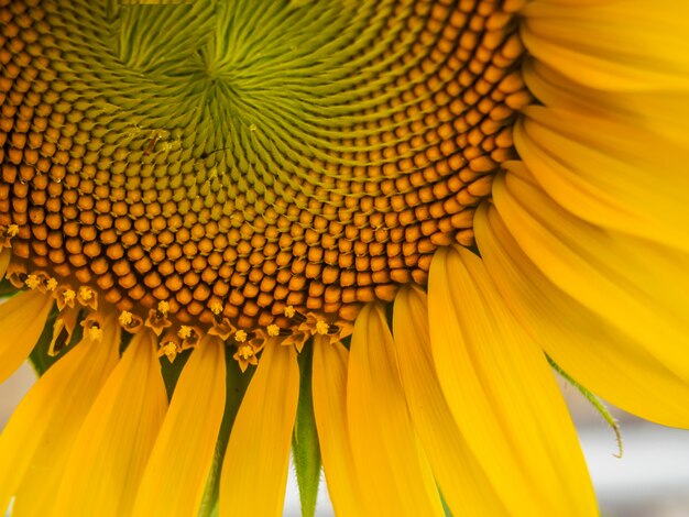 primo piano una parte del girasole