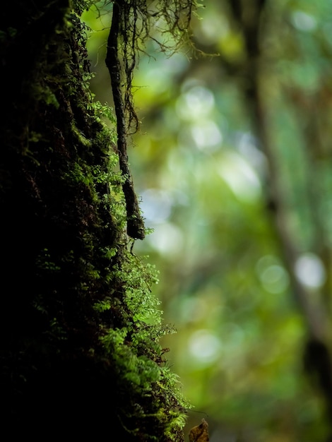 Primo piano Varie piante nella foresta pluviale