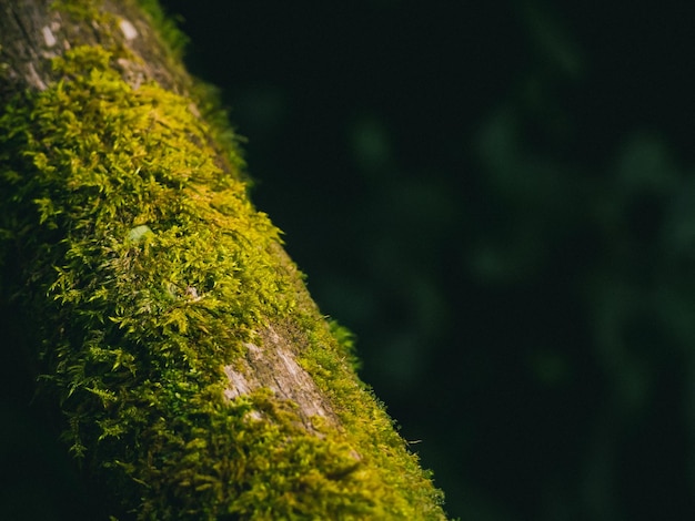 Primo piano Varie piante nella foresta pluviale