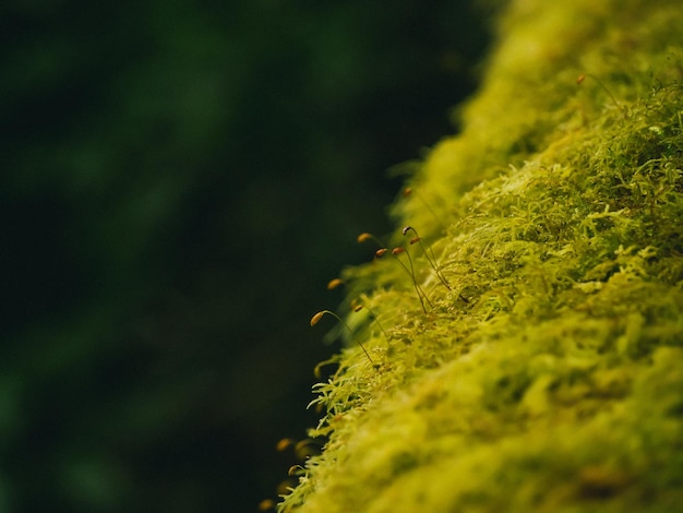 Primo piano Varie piante nella foresta pluviale