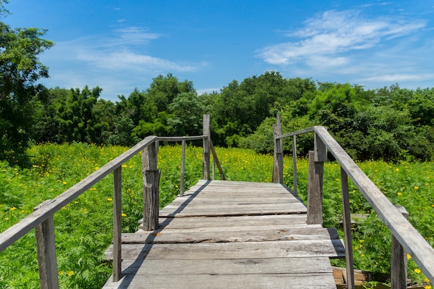 Primo piano vecchio ponte di legno sentiero a piedi nel giardino giallo dell'universo con cielo blu, rilassare la natura scenica, attraversando la strada verso la natura