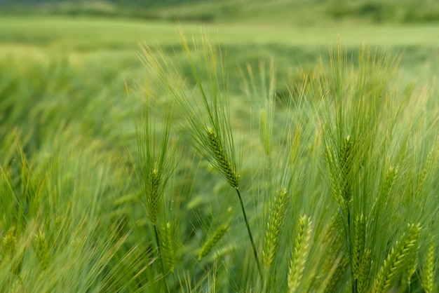 Primo piano verde del grano giovane.