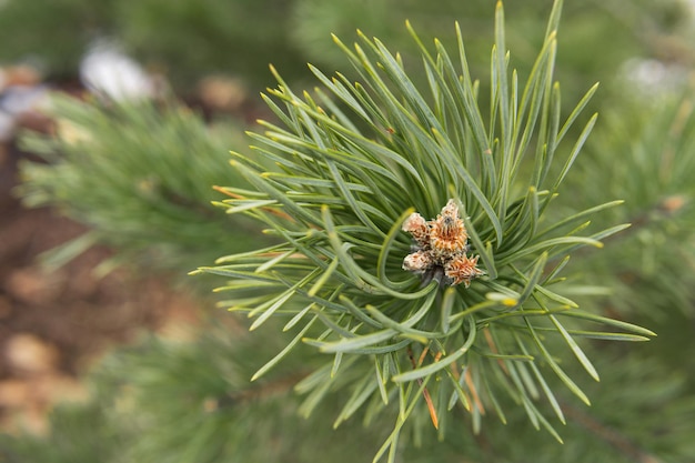 Primo piano verde del ramo del pino con il giovane germoglio Conifere nella foresta