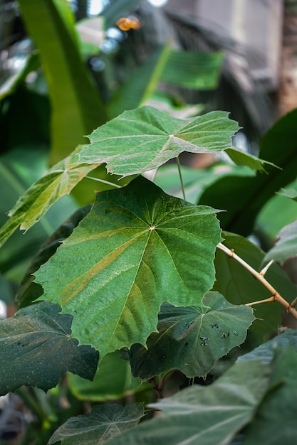 Primo piano verde dell'erba delle piante esotiche fresche alla serra.