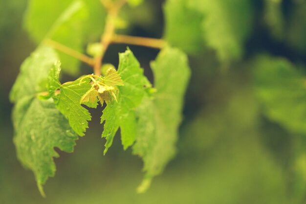 Primo piano verde dell'erba delle piante fresche