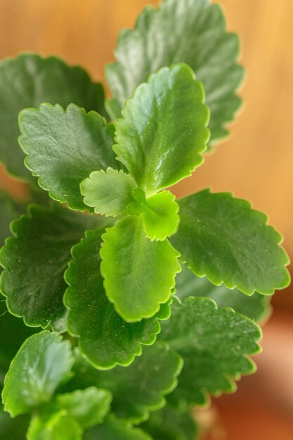 Primo piano verde dell'erba delle piante fresche