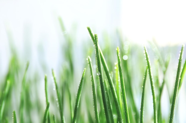 Primo piano verde dell'erba di grano