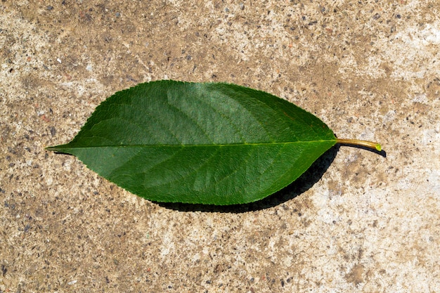 Primo piano verde della foglia, su un gray