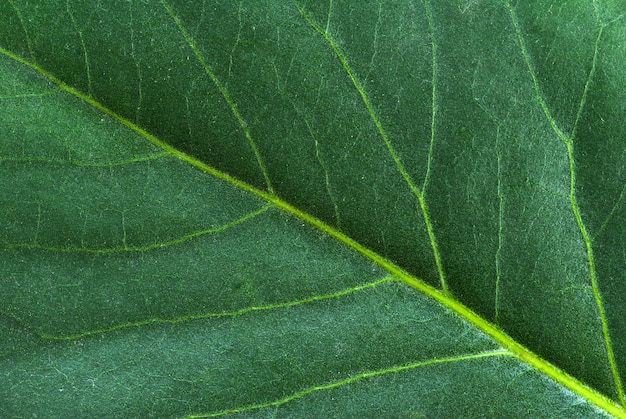 Primo piano verde della foglia