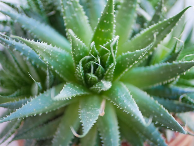 Primo piano verde della pianta dei succulenti